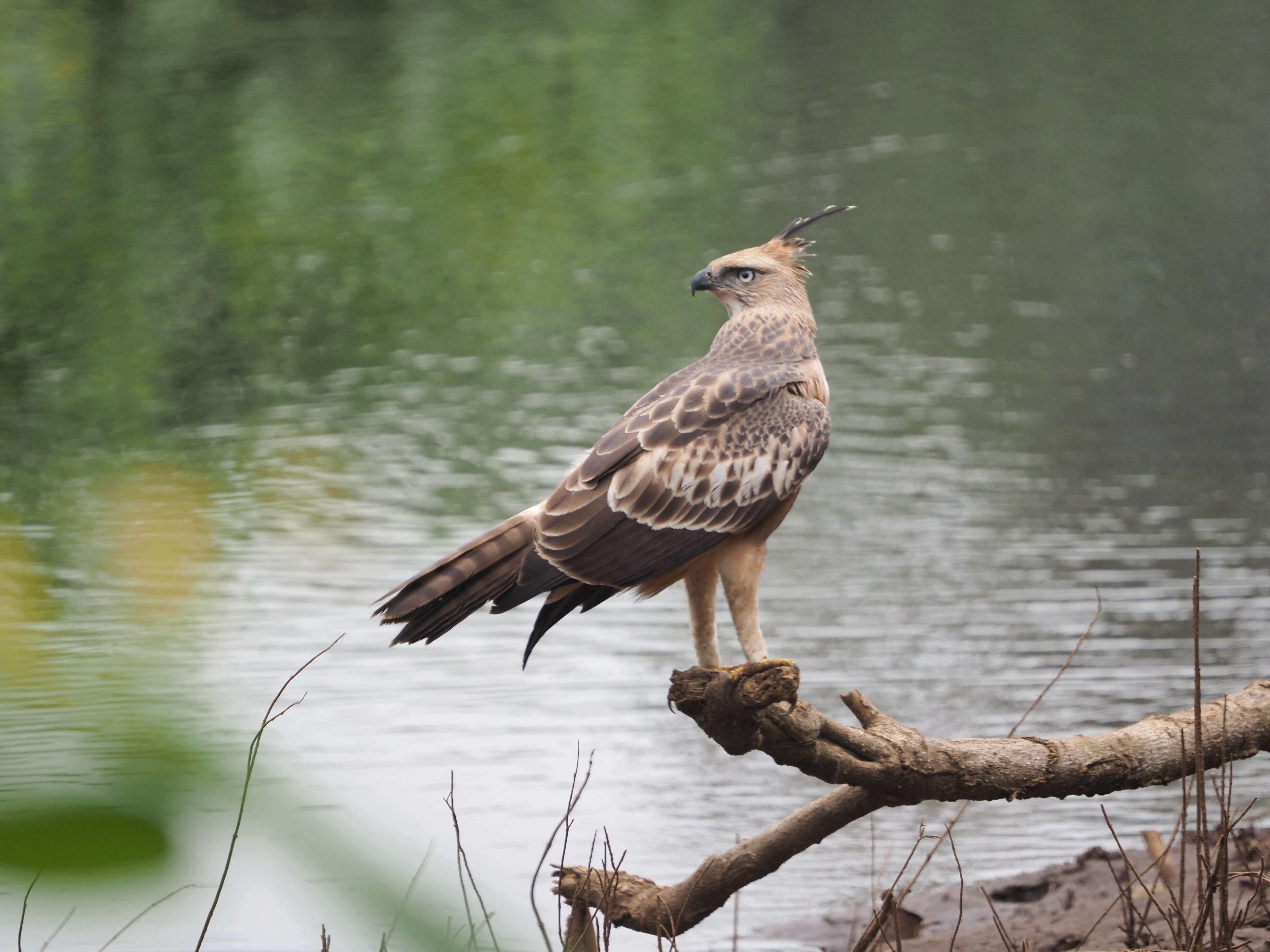 Nisaetus cirrhatus (Gmelin & JF 1788) resmi