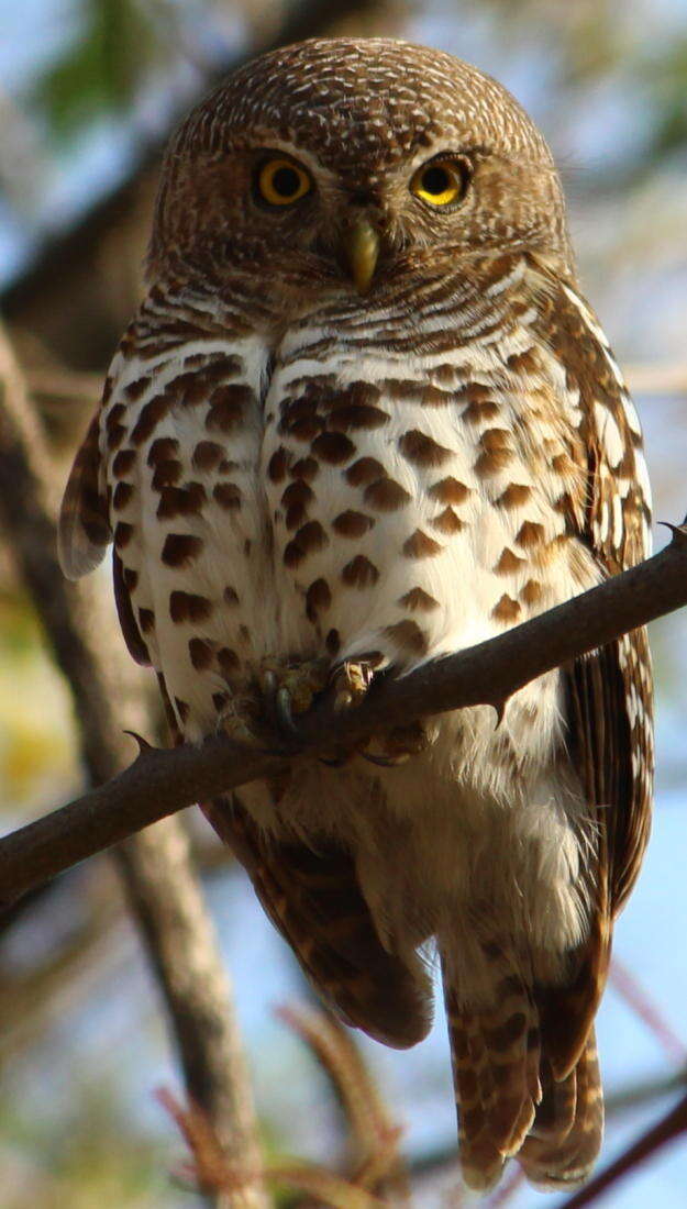 Image of African Barred Owlet