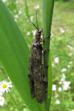 Image de Parachauliodes