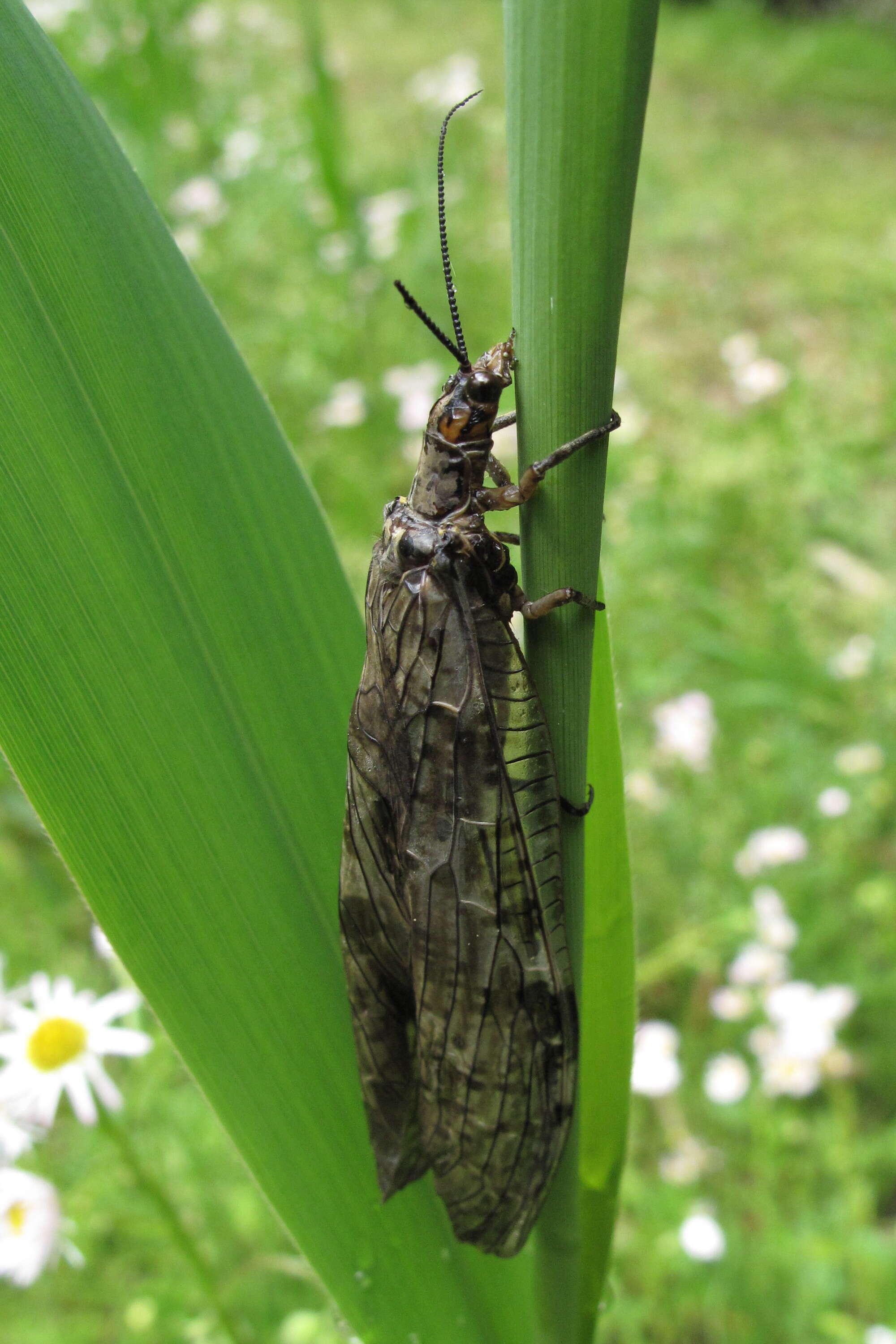 Image of Parachauliodes