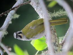 Image of Buff-throated Saltator