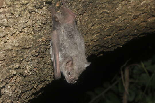 Image of Hairy Fruit-eating Bat