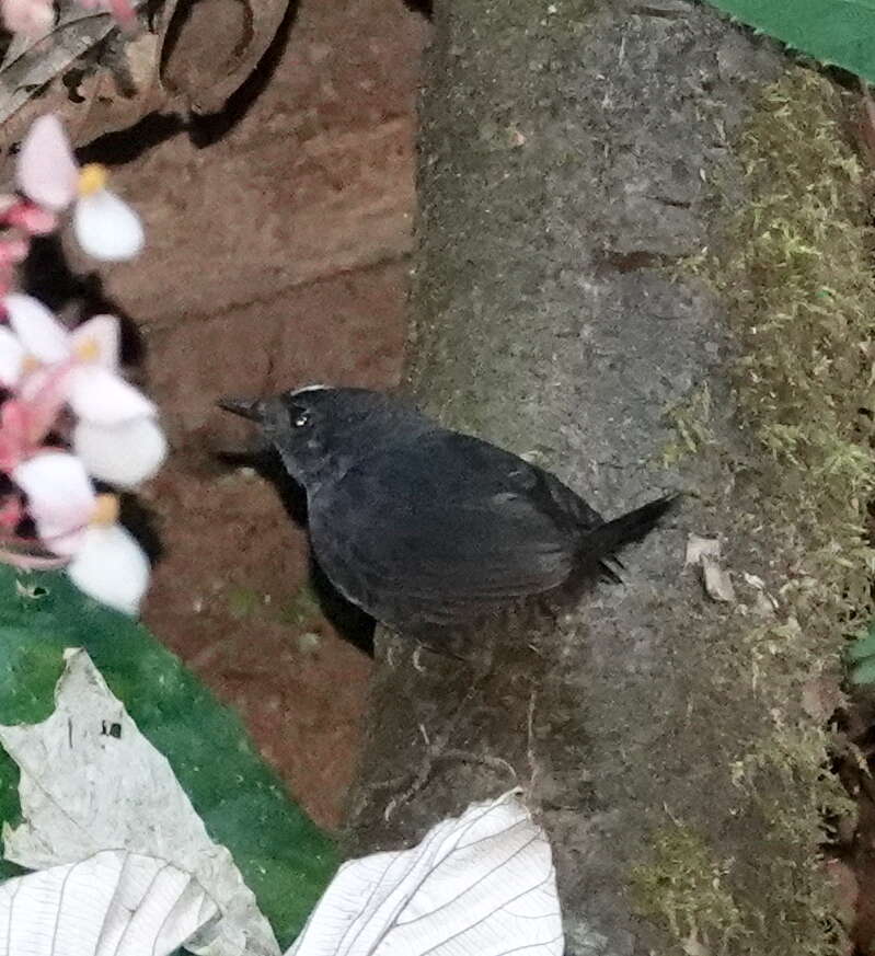 Image of Santa Marta Tapaculo