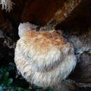 Image of Hericium novae-zealandiae