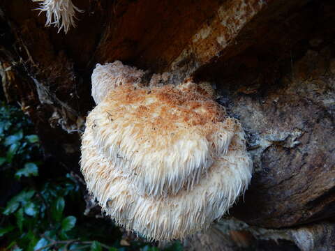 Image of Hericium novae-zealandiae