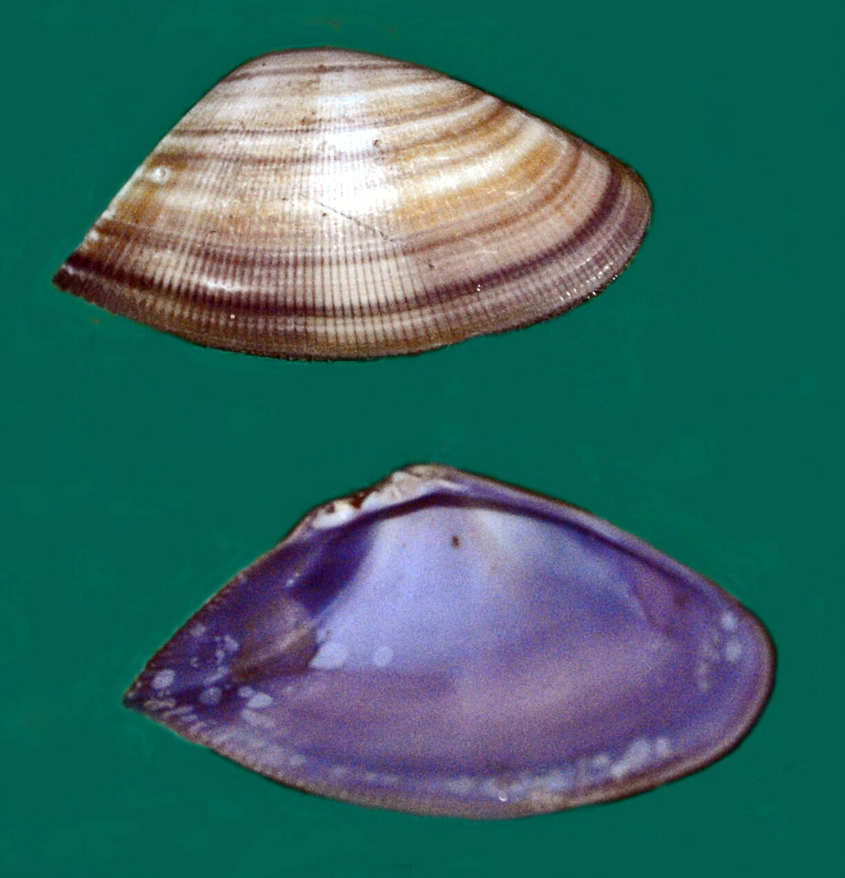 Image of Donax carinatus Hanley 1843