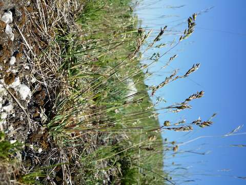 Image de Poa badensis Haenke ex Willd.