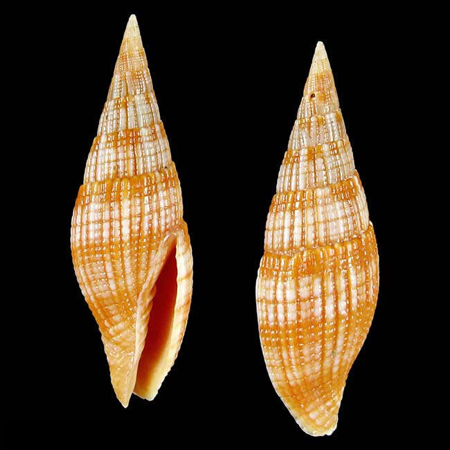 Image of Nebularia baerorum (Poppe & Tagaro 2010)