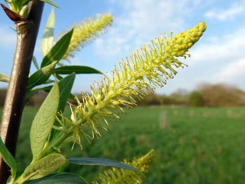 Image of White Willow