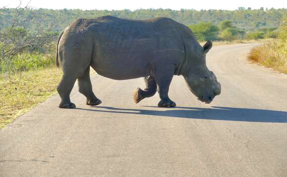 Image of Grass Rhinoceros