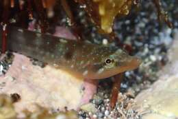 Image of New Zealand urchin clingfish