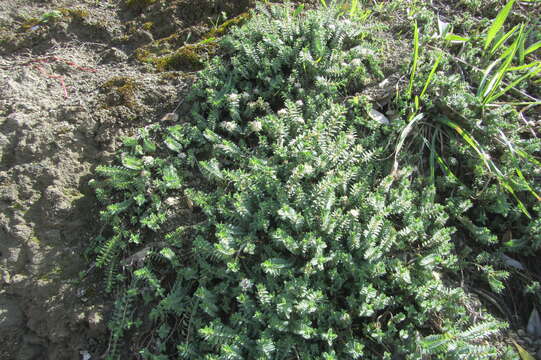 Image of Pimelea urvilleana A. Rich.