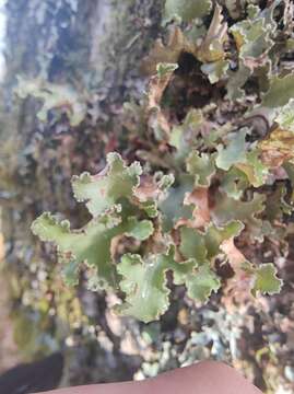 Image of Varied Rag Lichen