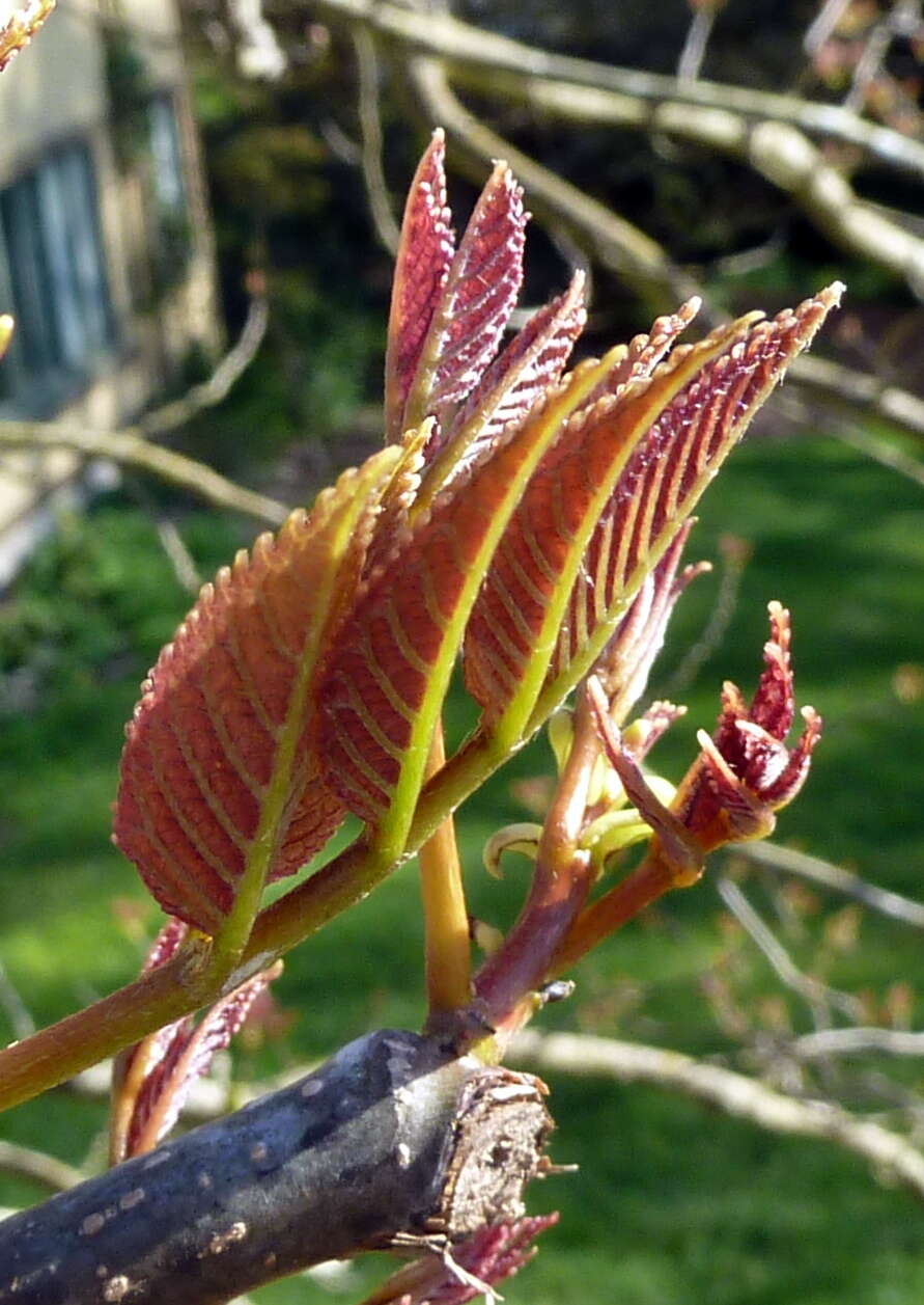 Image of Tapiscia sinensis Oliver