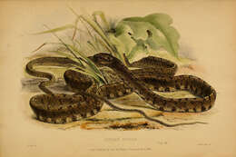 Image of Jasper Cat Snake