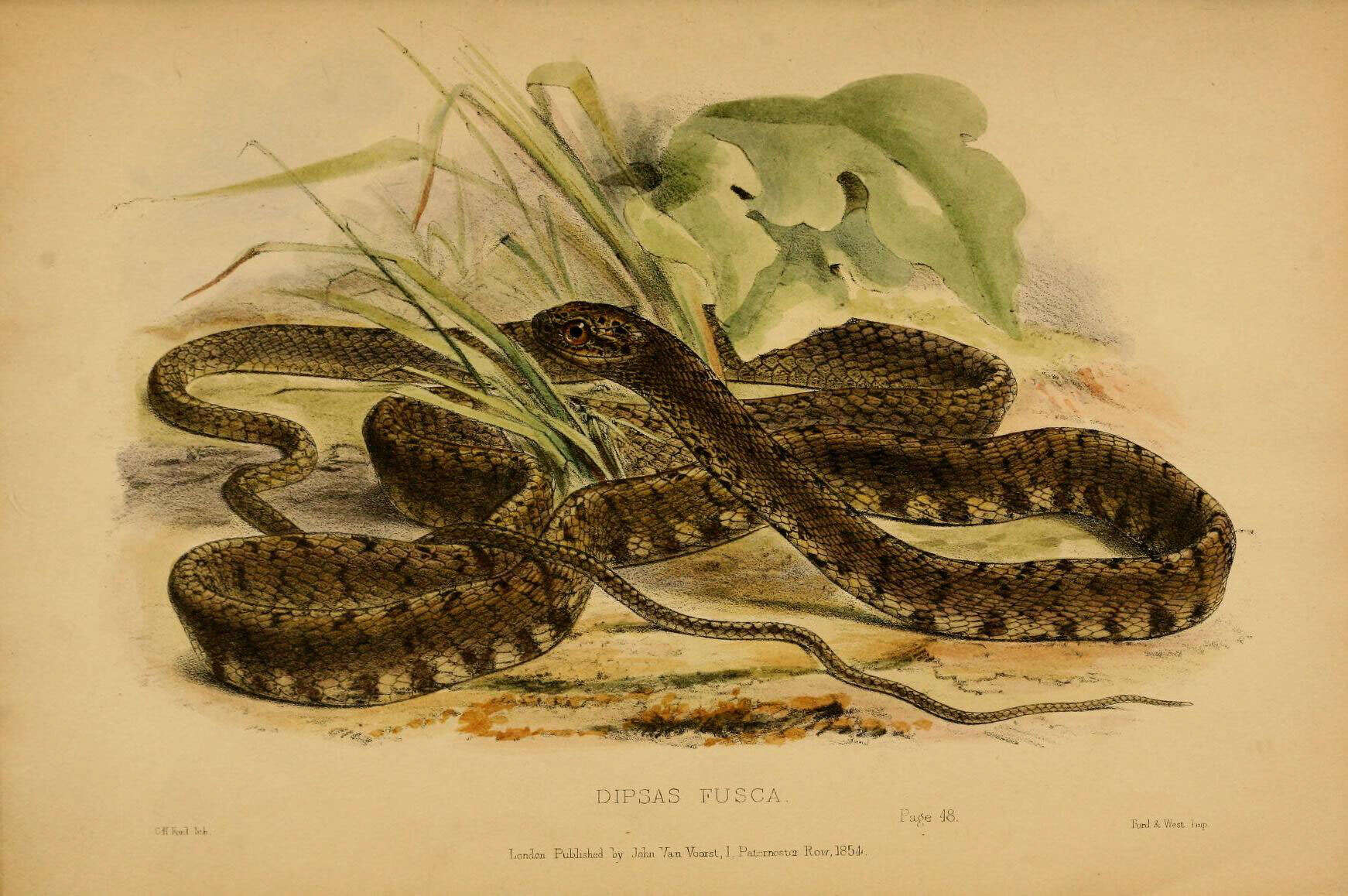 Image of Jasper Cat Snake