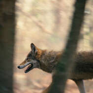 Image of Red wolf