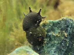 Image of horned nerite