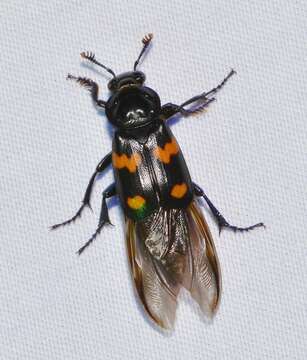 Nicrophorus (Nicrophorus) orbicollis (Say 1825) resmi