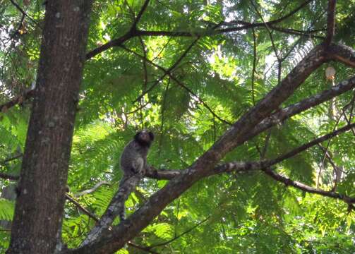 Image of Black-pencilled Marmoset