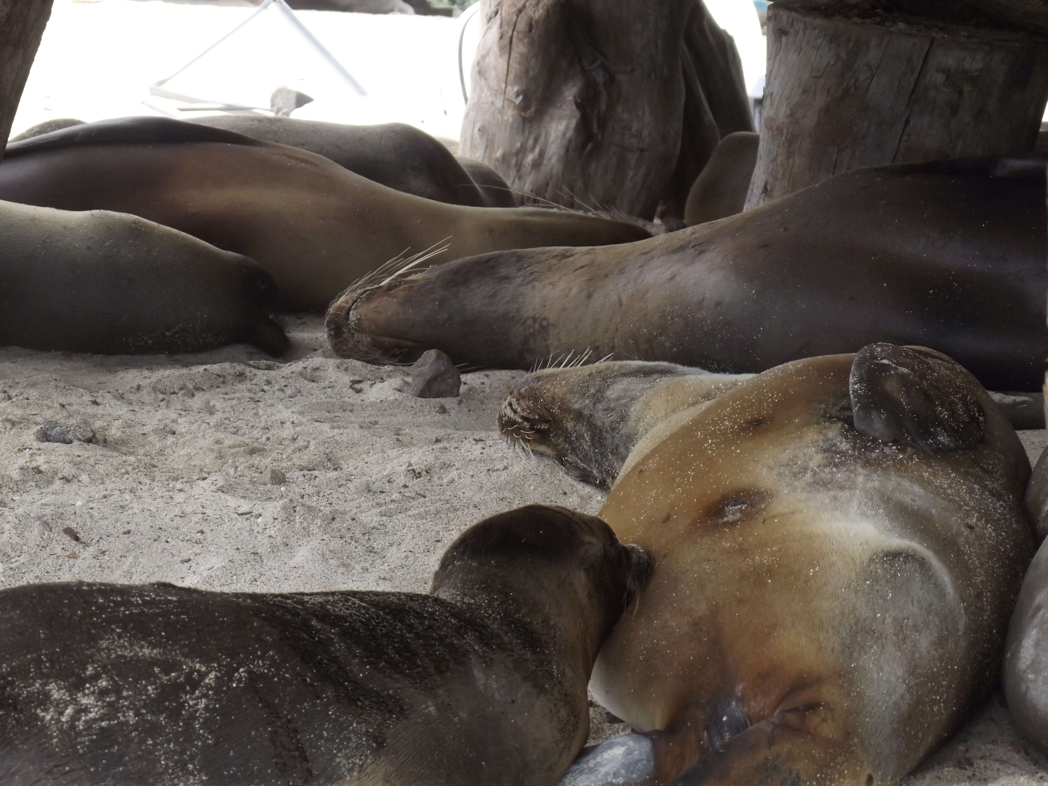 Image de Arctocéphale des Galapagos