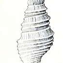 Image of Microdrillia fastosa (Hedley 1907)