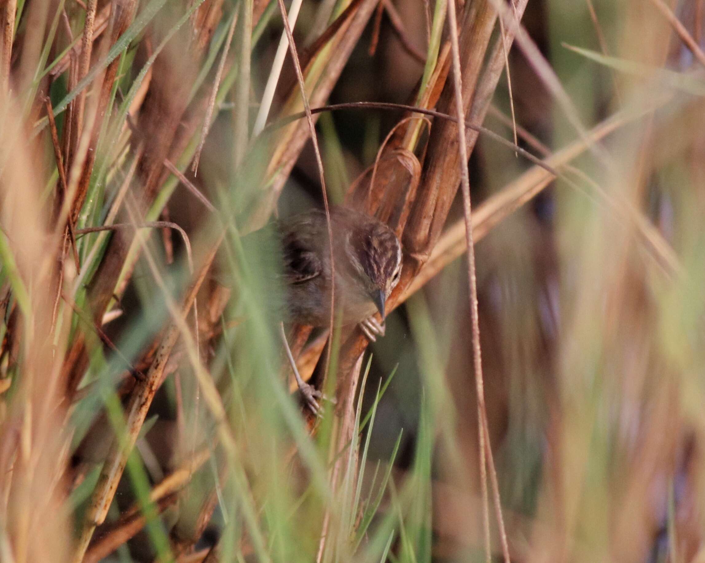 Image of Sedge Warbler