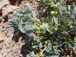 Plancia ëd Atriplex holocarpa F. Müll.