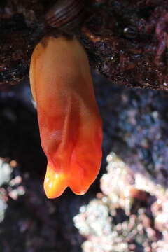 Image of Sea peach