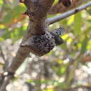 صورة Hakea obtusa Meissn.