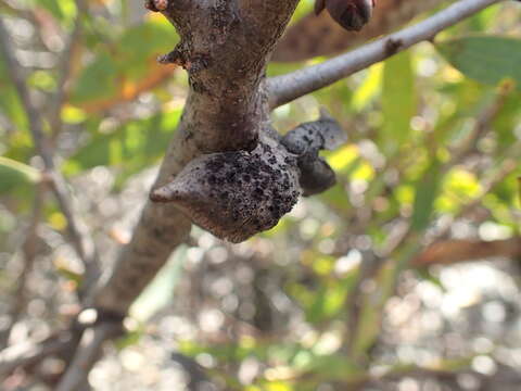 Image of Hakea obtusa Meissn.