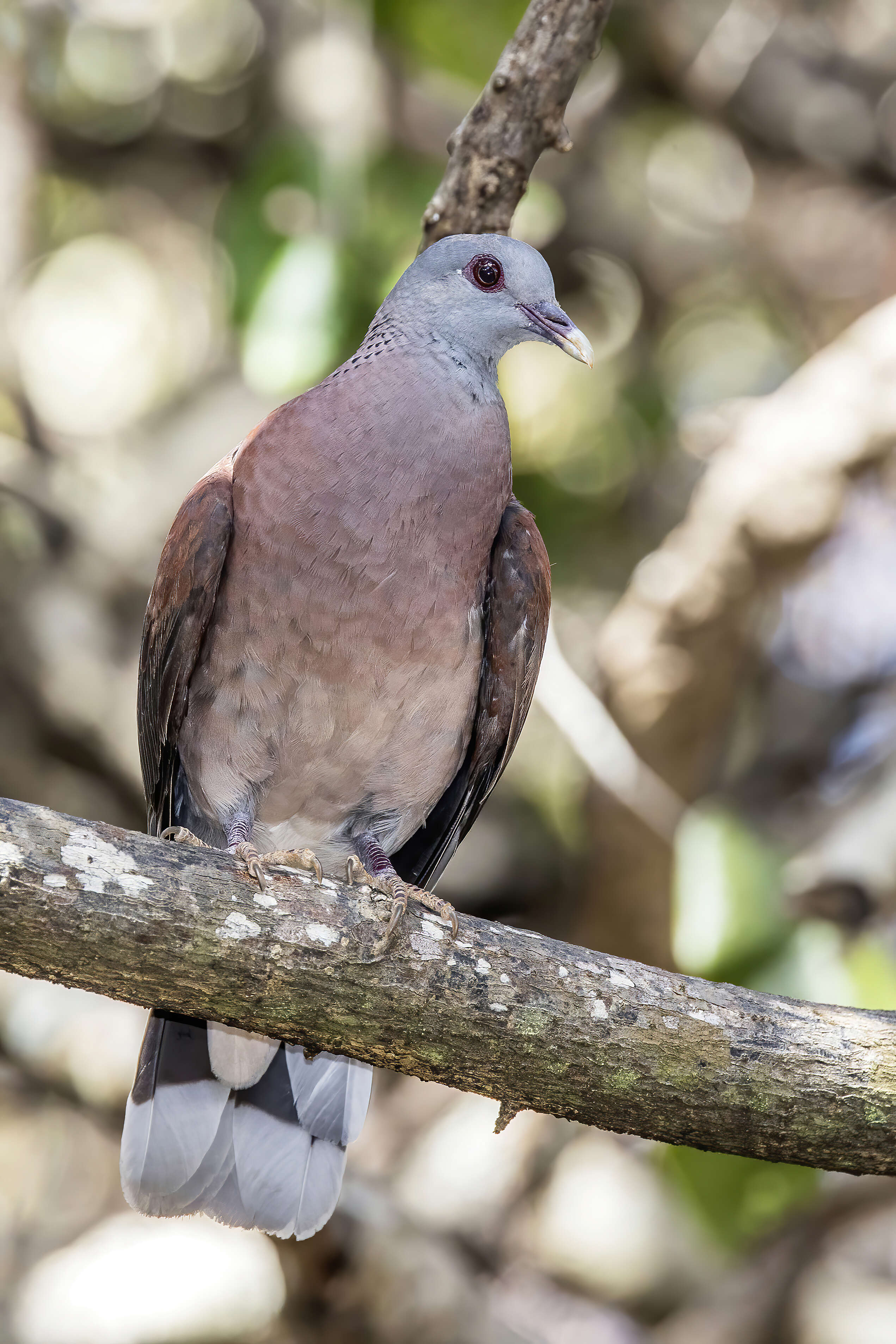 Image of Madagascar Turtle-Dove