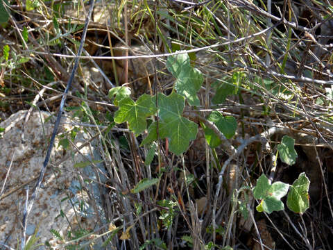 Imagem de Jatropha moranii Dehgan & G. L. Webster