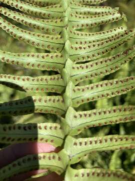 Image of narrow swordfern