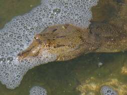 Image of Northern Chinese softshell turtle