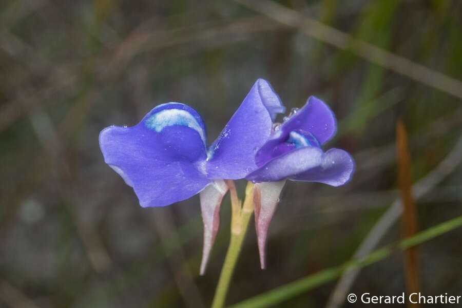 Utricularia delphinioides Thorel ex Pellegr. resmi