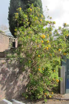 Image of Yellow bells