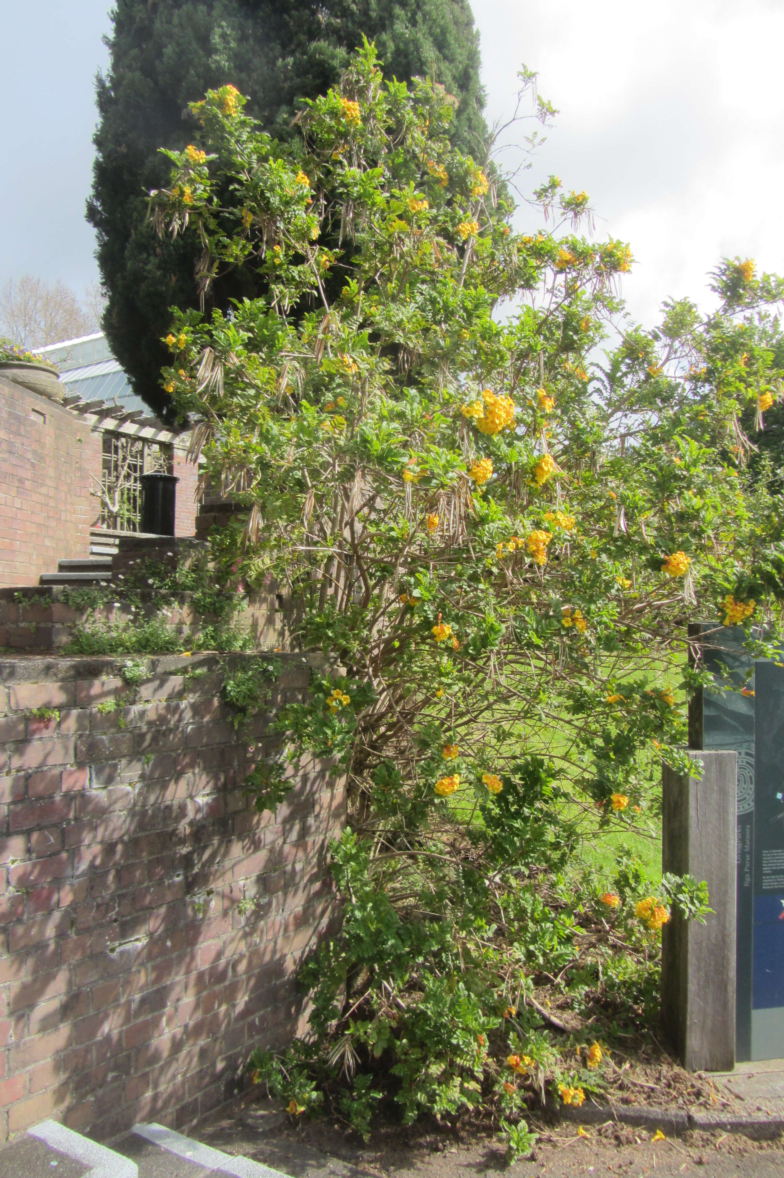 Image of Yellow bells