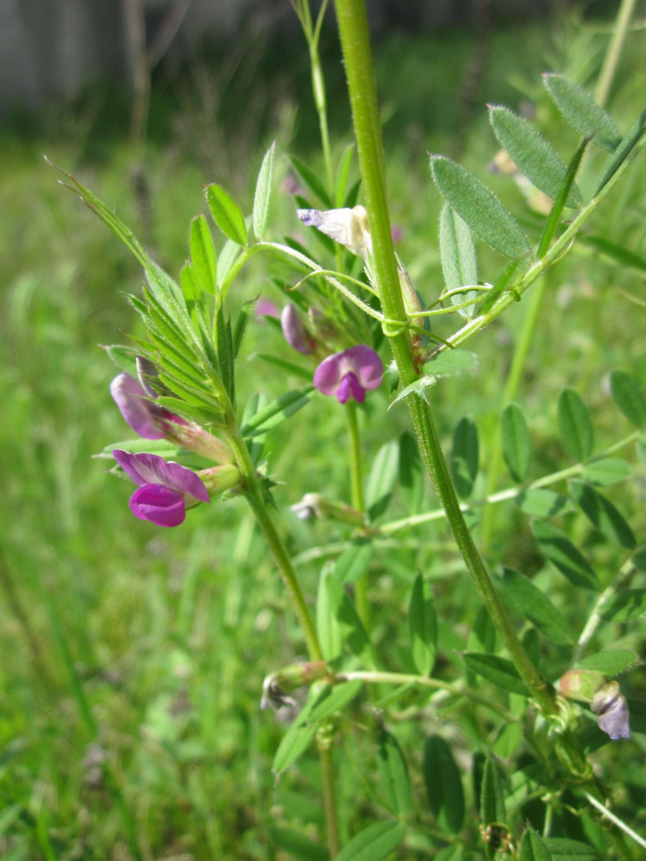 Image of Common Vetch