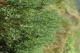 Image of Cytisus oromediterraneus