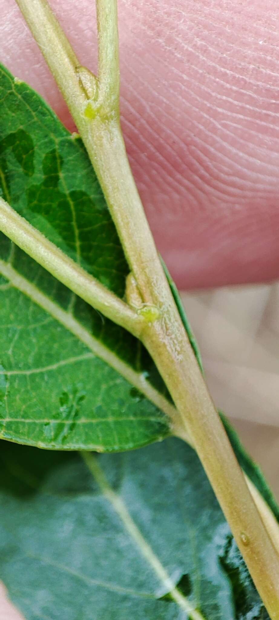 Image of Almond-leaved Willow