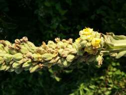 Image of Great Mullein