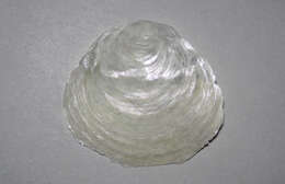 Image of common jingle shell