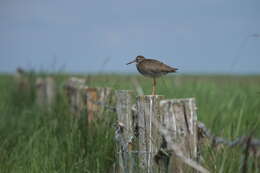 Image of Common Redshank