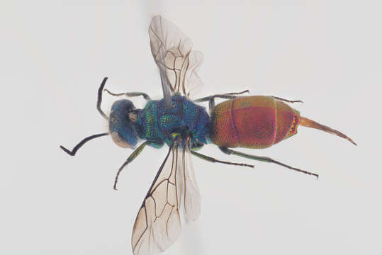 Image of Chrysis ruddii