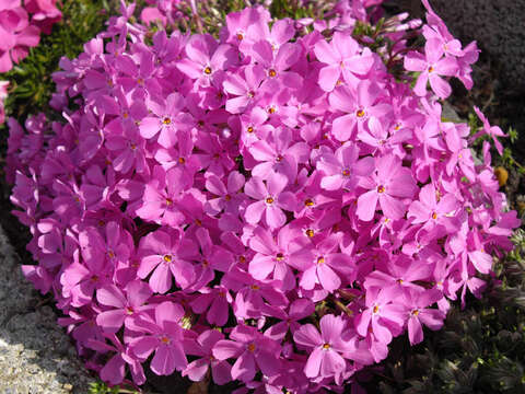 Image of Siberian phlox