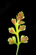 Imagem de Asplenium montanum Willd.