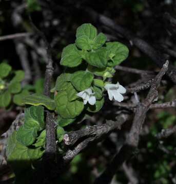 Image of San Miguel calamint