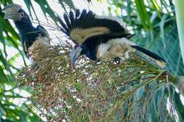 Image of Trumpeter Hornbill