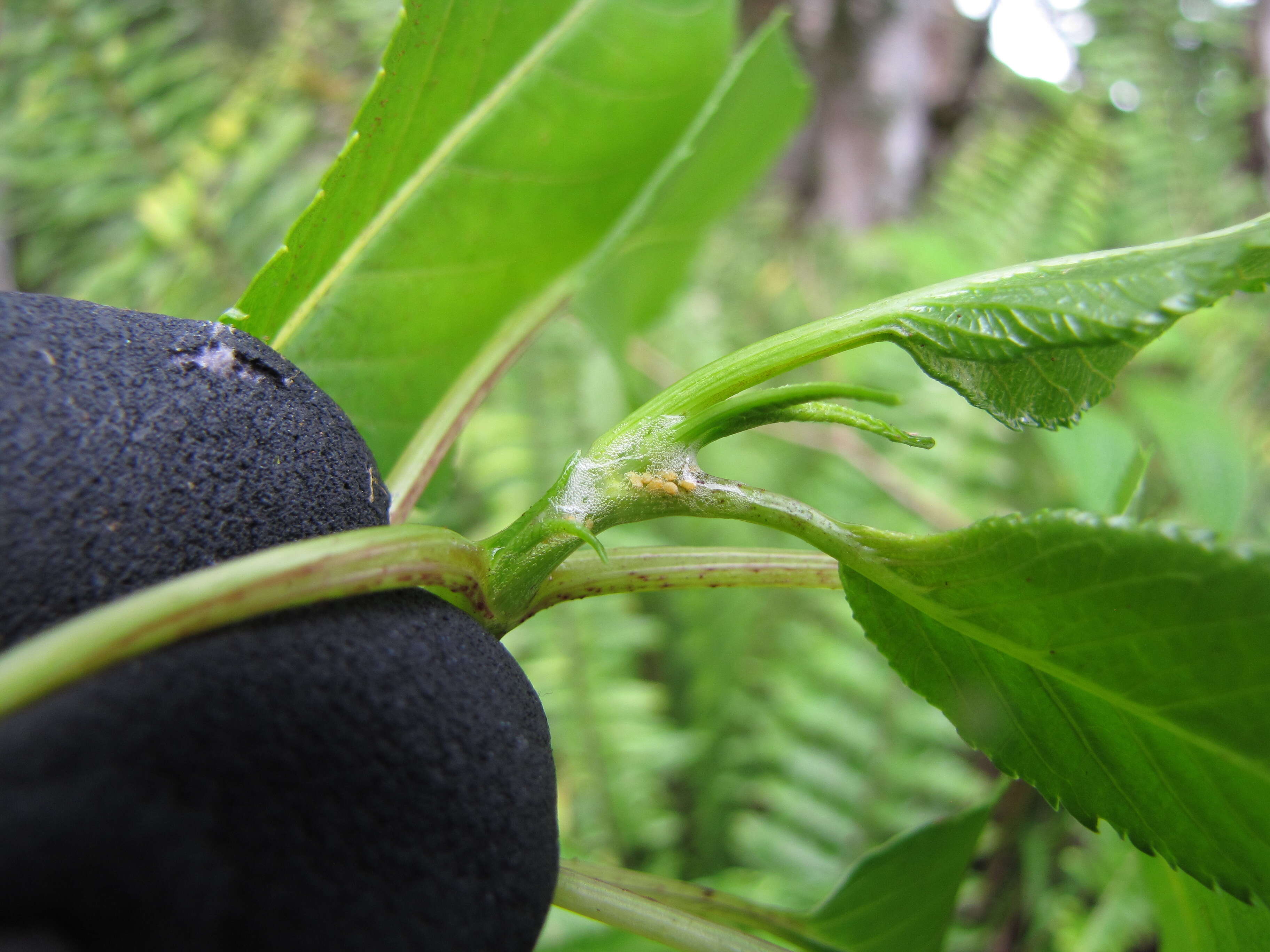 Image of Koko'olau